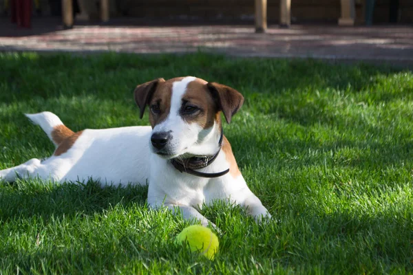 Tenis topu ile oynayan köpek