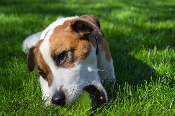Tenis topu ile oynayan köpek