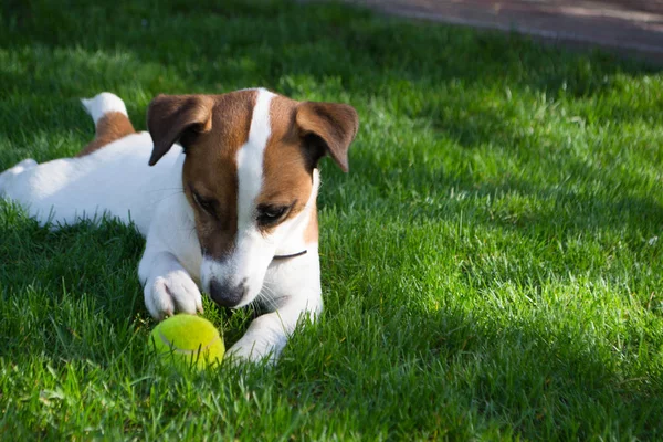 Perro jugando con pelota de tenis —  Fotos de Stock