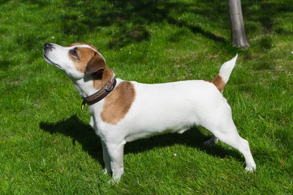 Yeşil çimlerin üzerinde bir köpek