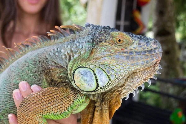 İguana, bir Iguana ellerinde tutan kız