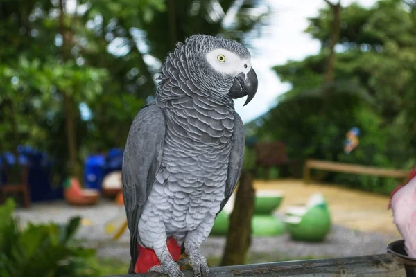 Graupapagei im Park Stockfoto