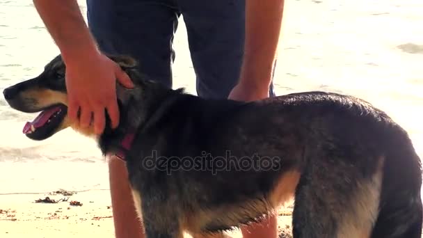 Man petting the dog at the sea — Stock Video