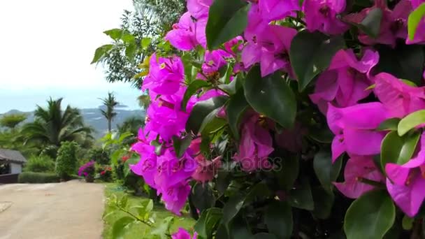 Flores cor de rosa da árvore de Bougainvillea no parque — Vídeo de Stock