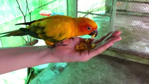 Papagaio comendo em mulheres mão em uma gaiola — Vídeo de Stock