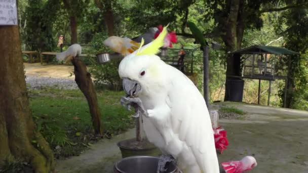 Yellow-crested Cockatoo eating Park — Stock Video