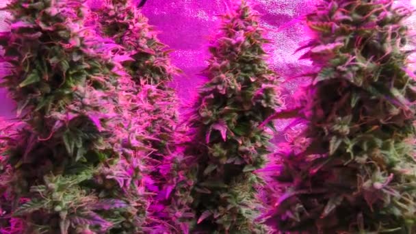 在室内放大麻花在种植箱里的植物钳下种植合法大麻 — 图库视频影像