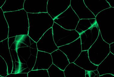 Siyah koyu soyut hücre yeşil gizemli arka plan 