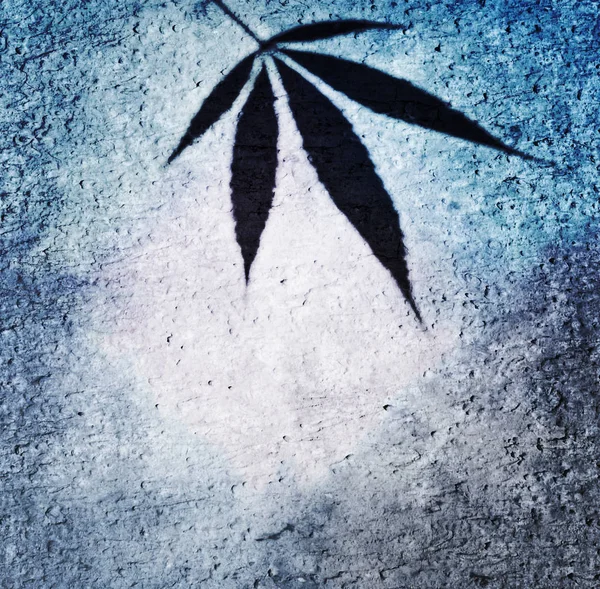Canabis yaprak çimento duvar zemin üzerine mavi çerçeve — Stok fotoğraf