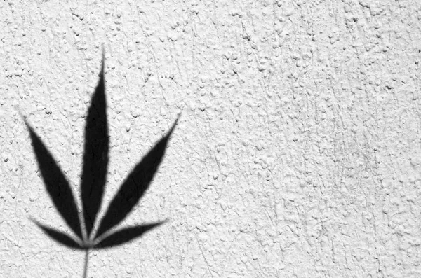 Silueta de hoja de marihuana sobre fondo de superficie de fachada desigual grunge blanco — Foto de Stock