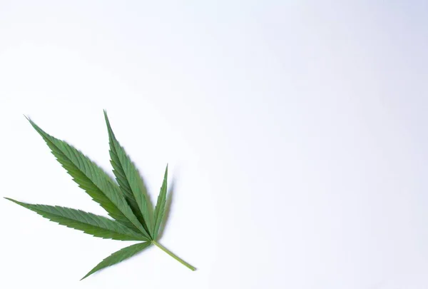 Liść konopi marihuany na powierzchni biały szary niebieski tło gradientowe — Zdjęcie stockowe