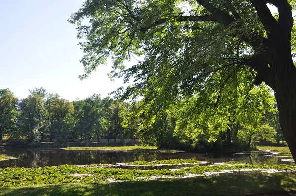 Árbol cerca del agua en un día soleado. Hermosa foto natural . —  Fotos de Stock