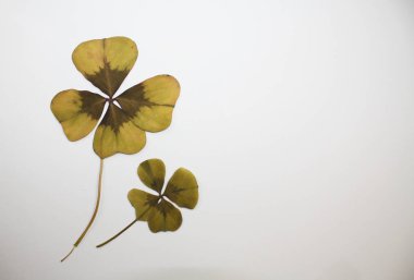 Baskılı kuru Cloverleaf dekorasyon tesisi ve metin için boş alan