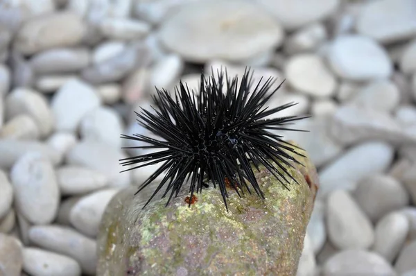 Schwarzseeigel Arbacia Lixula Auf Einem Stein Strand — Stockfoto