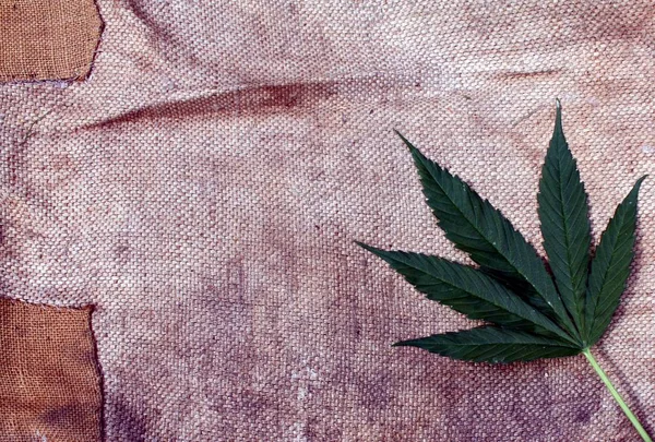 Конопля марихуани лист і грубий брудний гранжевий полотняний фон — стокове фото