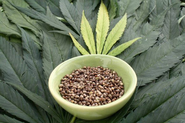 Marijuana hemp seeds in a dish with cannabis leaves background