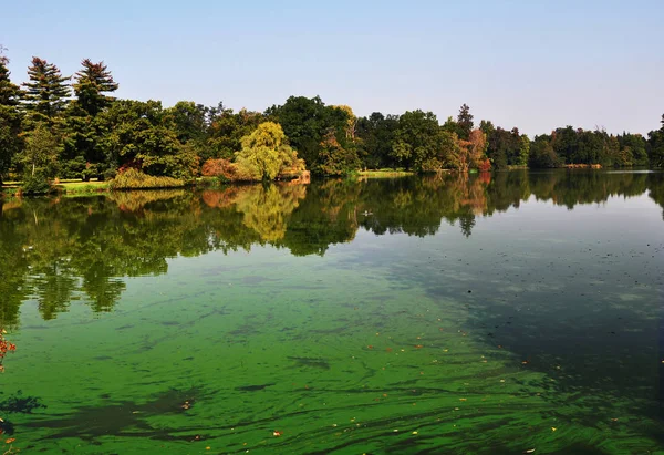 Європейський ставок покрив багато ціанобактерій, на воді росте зелена біоплівка Ліцензійні Стокові Фото