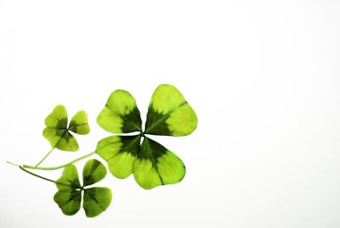 Beyaz arka plan üzerinde taze yeşil daire üç coverleaves bitki