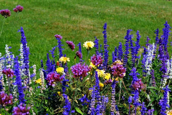 Blumenbeet Blumenbeet mit Gras Hintergrund — Stockfoto