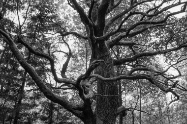 büyük yayılan eski meşe