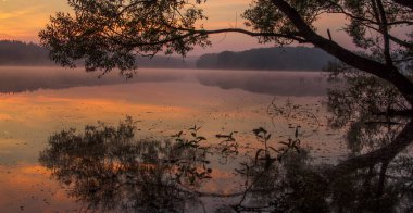 su üzerinde asılı şube parlak şafak