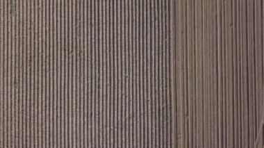 bir birleştirmek ile patates hasat 