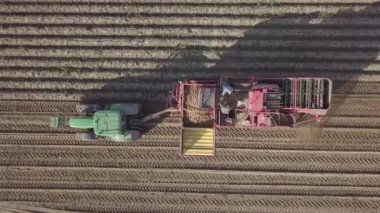 bir birleştirmek ile patates hasat 