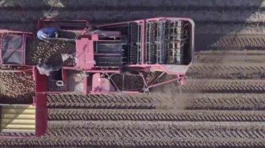 bir birleştirmek ile patates hasat 