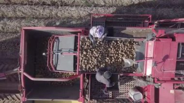 bir birleştirmek ile patates hasat 