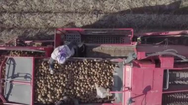 bir birleştirmek ile patates hasat 