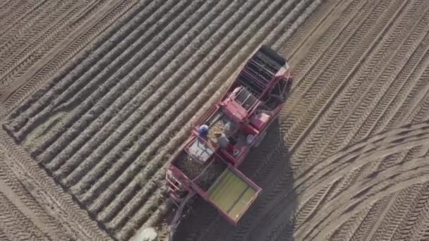 Skörda potatis med en kombinera — Stockvideo