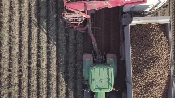 Cosecha de patatas con una cosechadora — Vídeo de stock