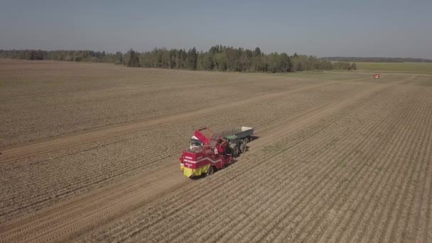 Skörda potatis med en kombinera — Stockvideo