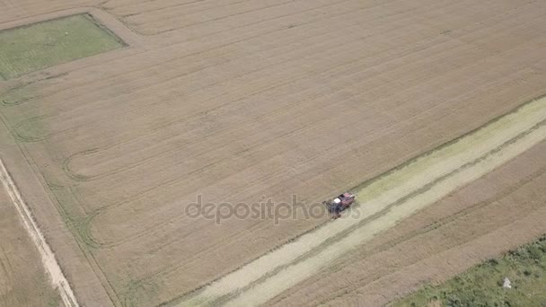 Raccolta di semi di colza con mietitrebbia — Video Stock