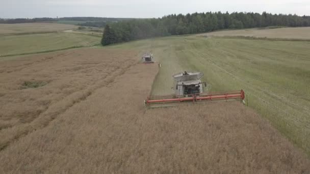 Koolzaad oogsten met een combine harvester — Stockvideo