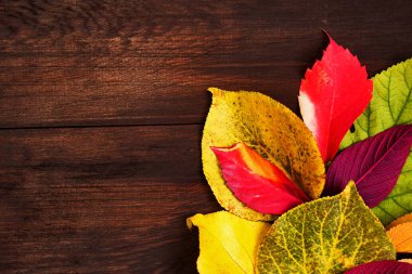 Ahşap üzerine çok renkli sonbahar yaprakları. Sonbahar, Şükran günü arka plan