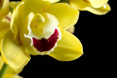 Siyah arka planda sarı çiçek