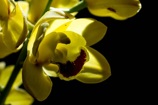 Yellow flower in black background — Stock Photo, Image