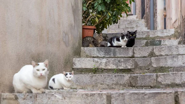 Bir merdiven üzerinde oturan ve insanlardan yemek için bekleyen bir yolu görünümlü beş evsiz kedi