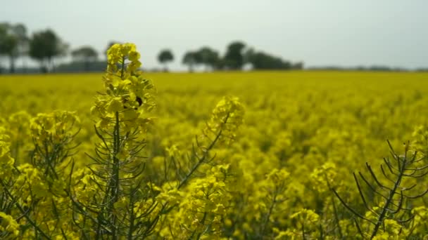 Pole Piękne Wiosna Złoty Kwiat Rzepaku Zbliżenie Rozmyte Tło Canola — Wideo stockowe