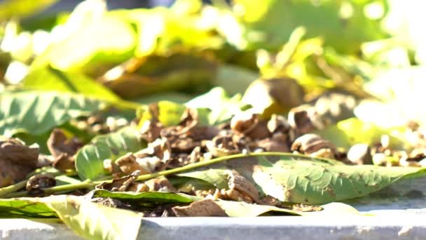 The House Sparrow Feeding, On A Branch, Sunny. Mouvement lent — Video