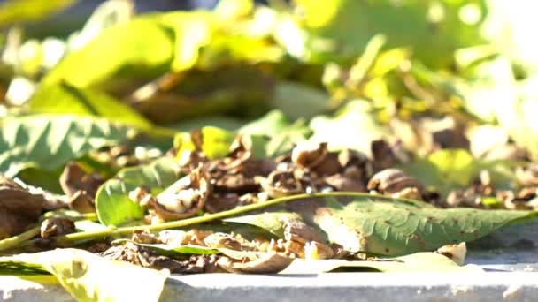 House Sparrow Feeding Slow Motion — Stok Video