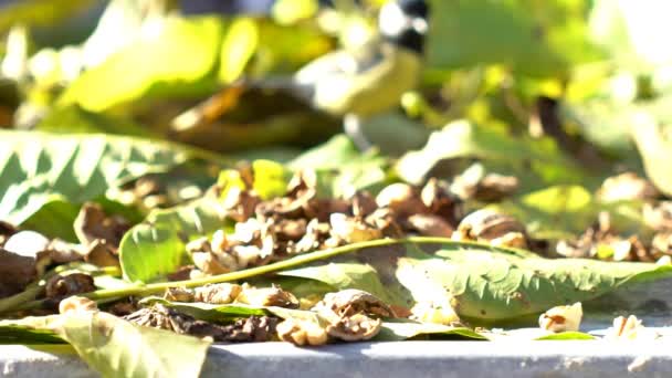 Sparrow fåglar äter slowmotion — Stockvideo