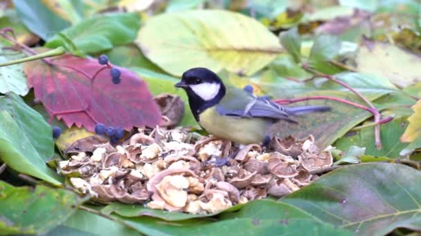 Moineau Les oiseaux mangent au ralenti — Video