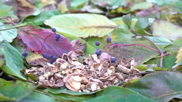 喂养慢动作的欧亚树麻雀 — 图库视频影像