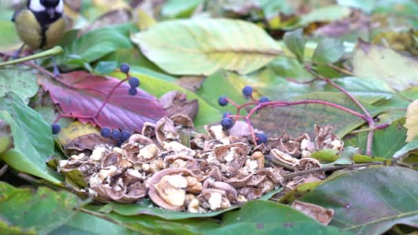 House Sparrow Feeding Slow Motion — Stock Video