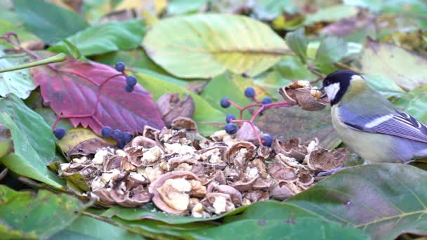 House Sparrow krmení, na větvi, slunečno. Zpomalený pohyb — Stock video