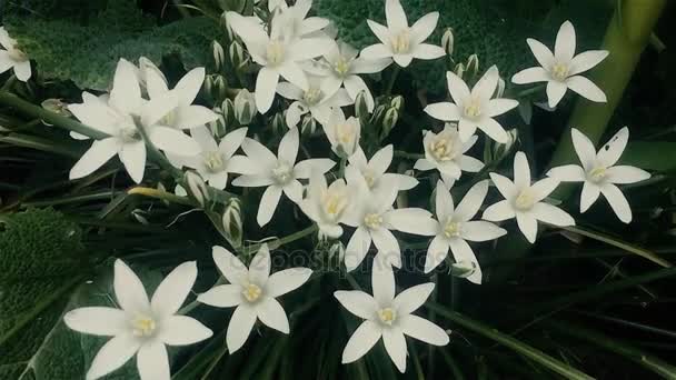 Planta de cactus de Pascua blanco con flores — Vídeos de Stock