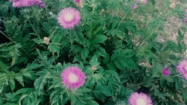 Marguerite violette gros plan — Video