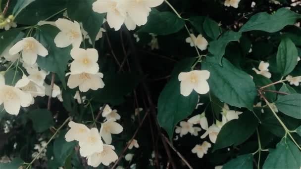 Makro Stock materiału sprężyny białe kwiaty kwitnąć. — Wideo stockowe